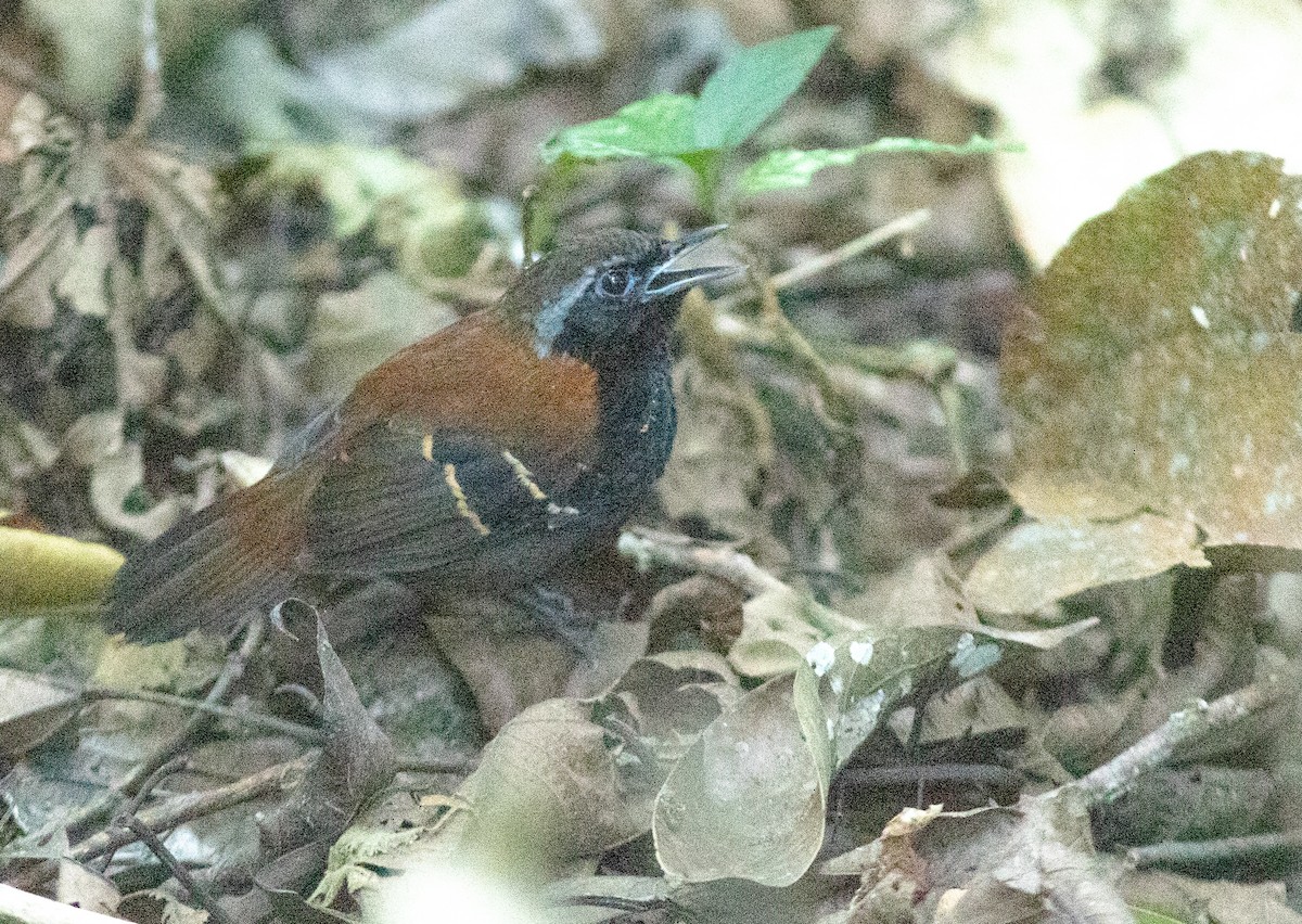Cordillera Azul Antbird - ML633598036