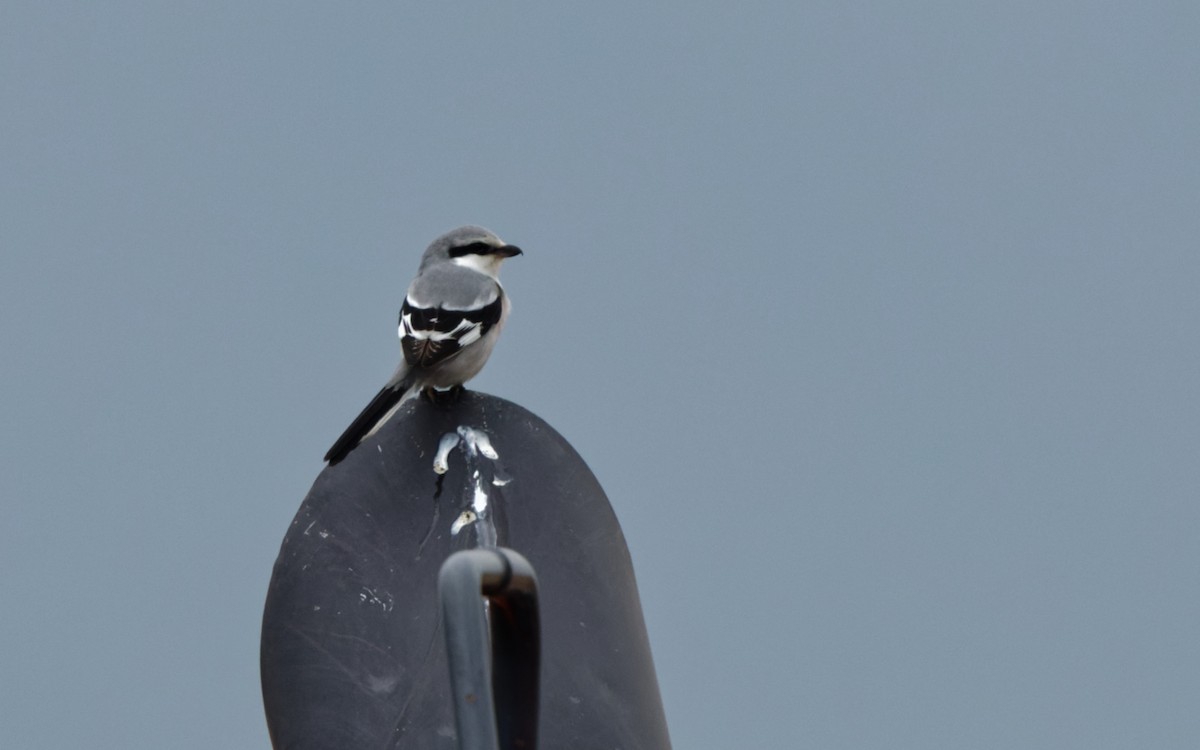 Chinese Gray Shrike - ML633598383