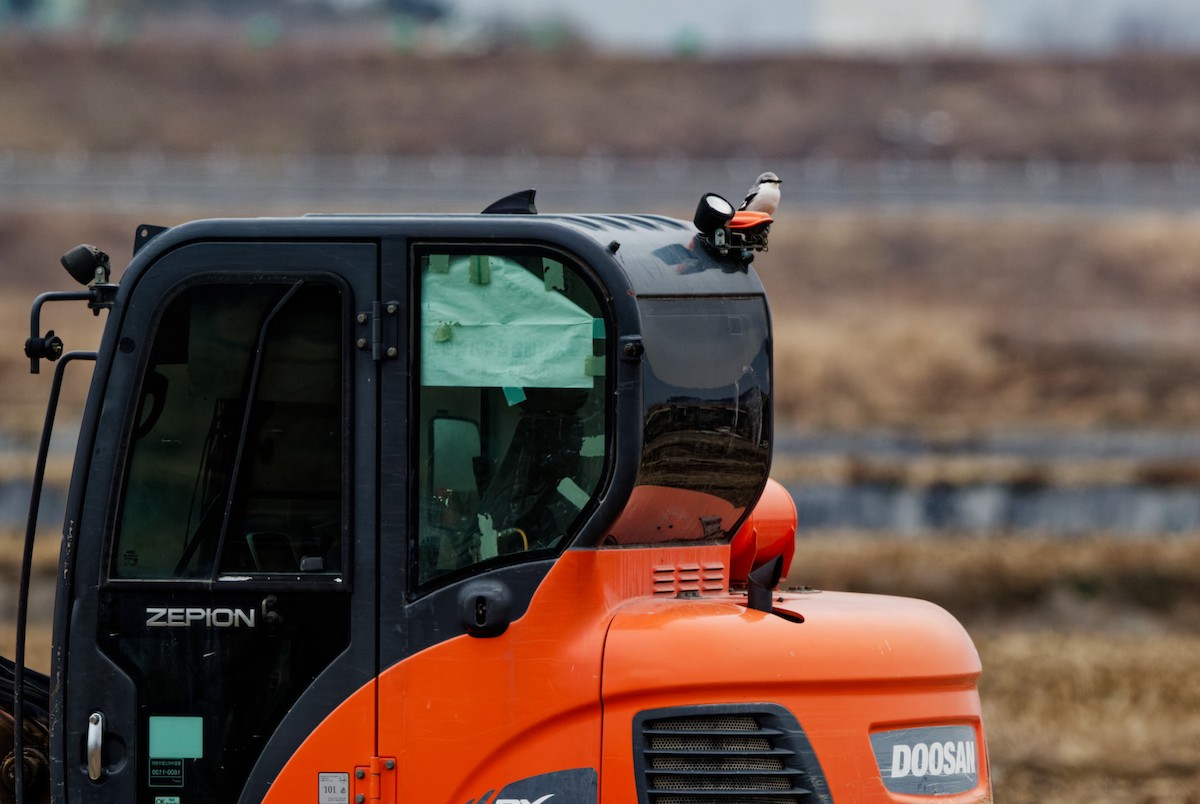 Chinese Gray Shrike - ML633598384