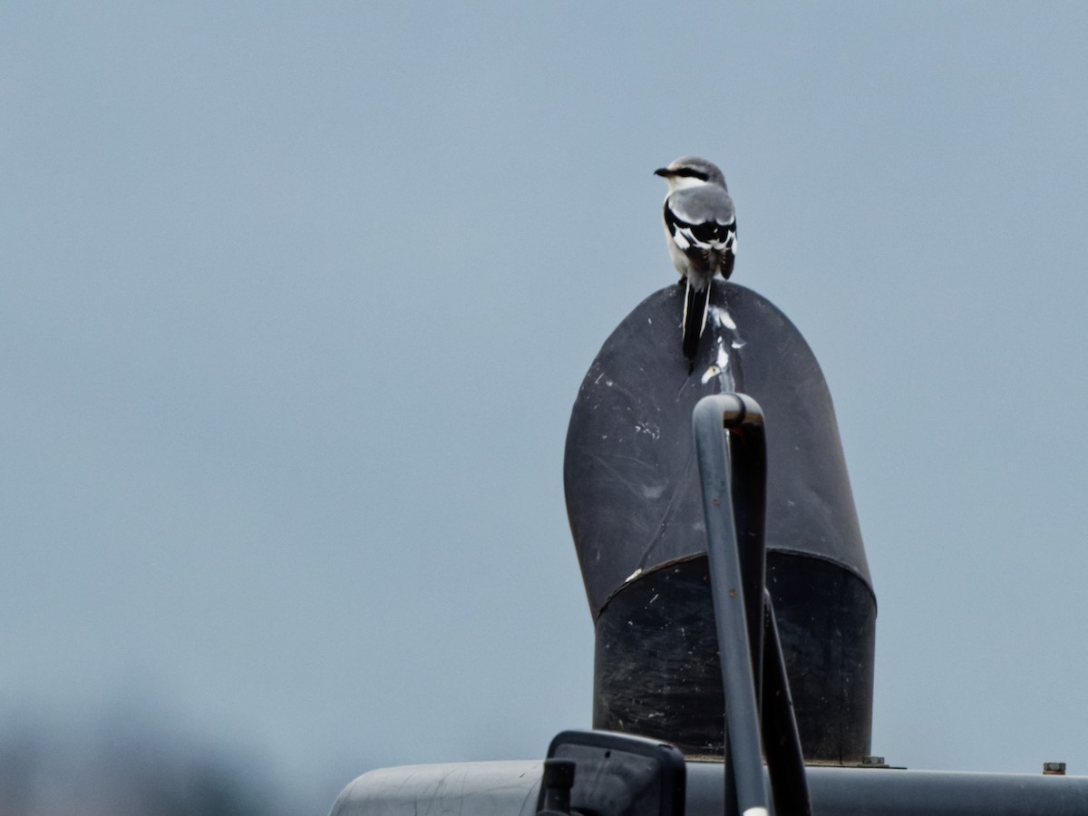 Chinese Gray Shrike - ML633598385