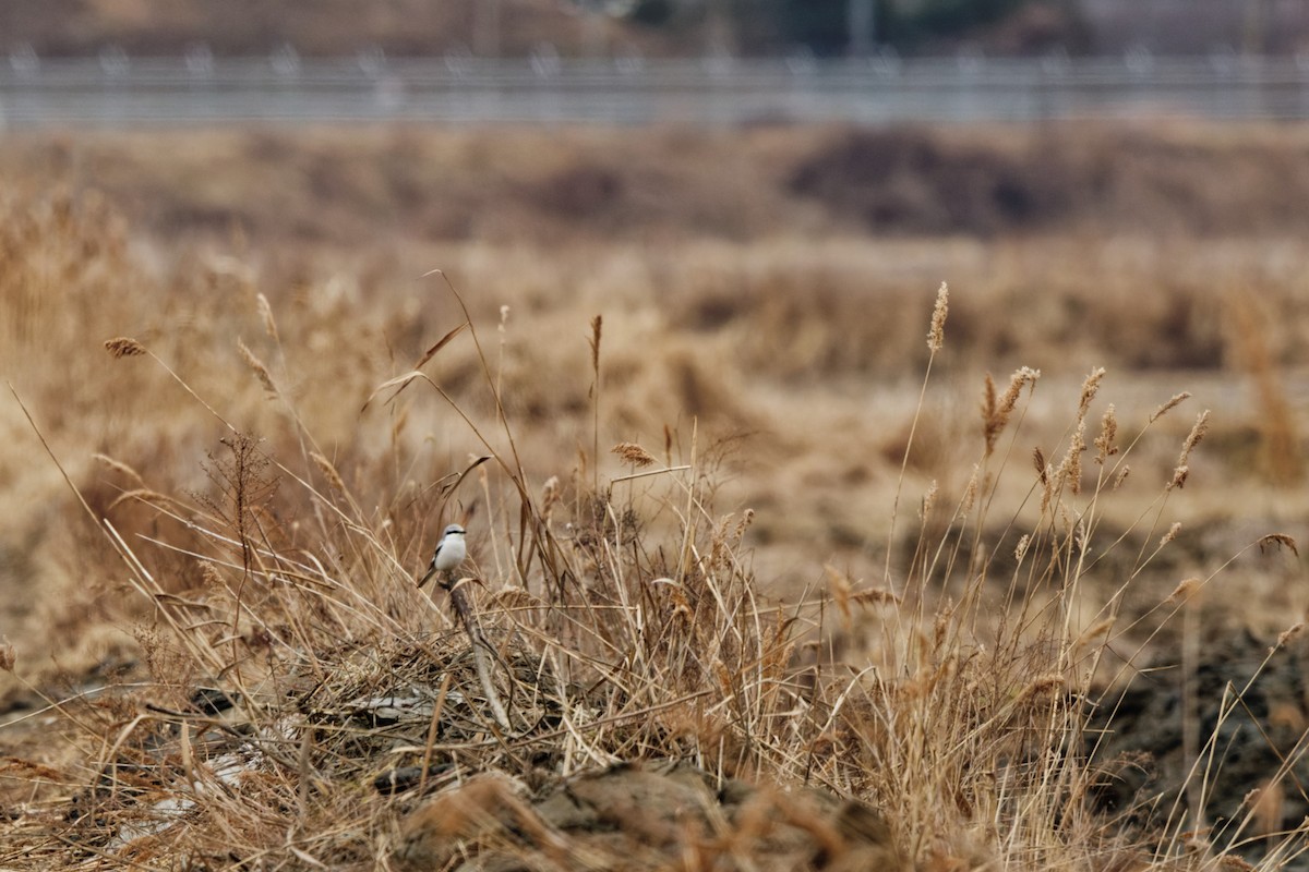 Chinese Gray Shrike - ML633598386