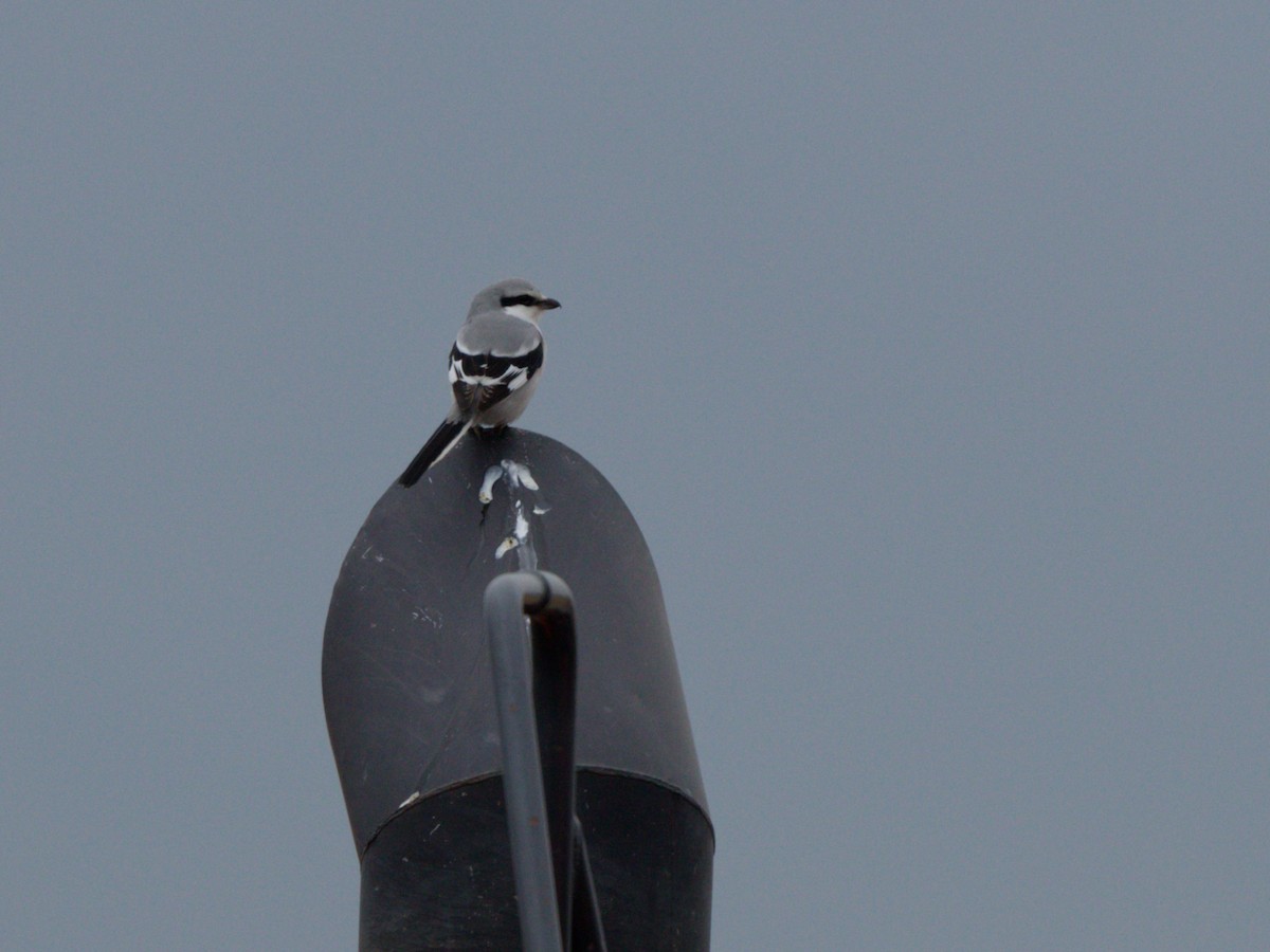 Chinese Gray Shrike - ML633598387