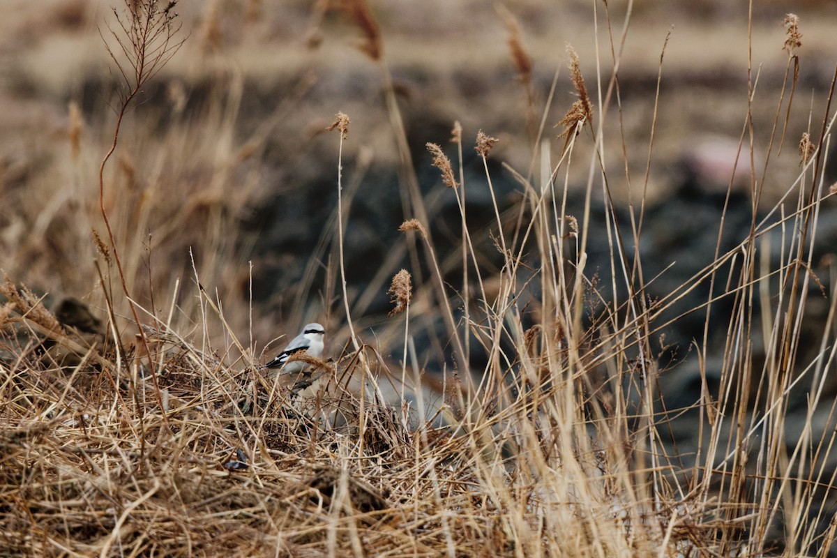 Chinese Gray Shrike - ML633598388