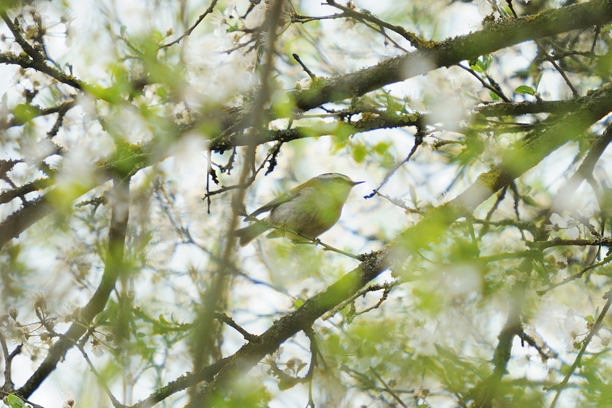 Common Firecrest - ML633598497
