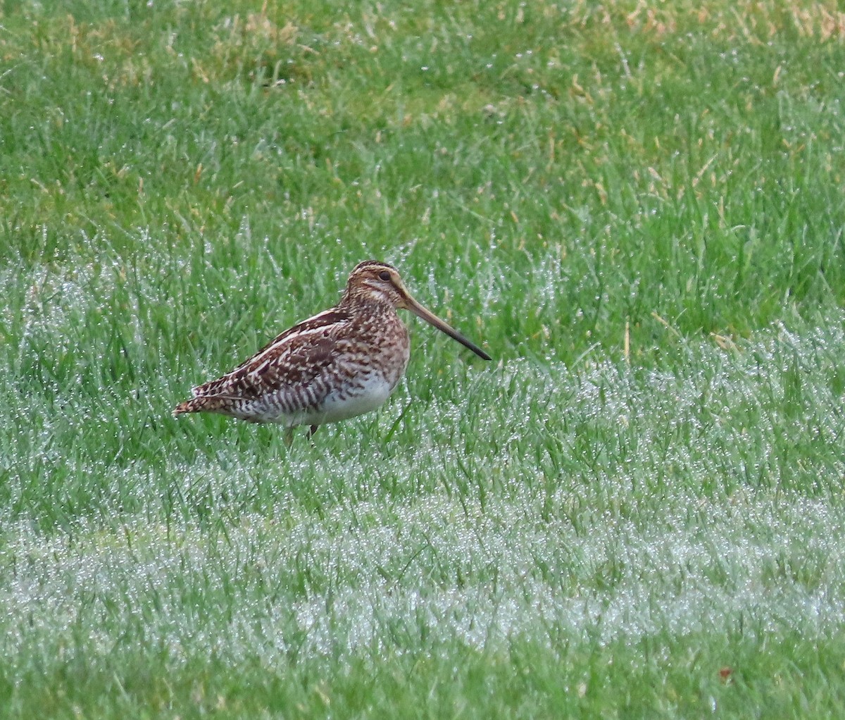 Wilson's Snipe - ML633598540