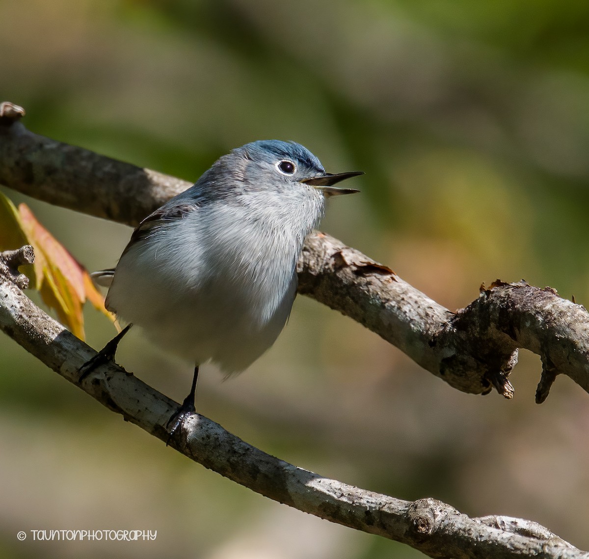 ברחשית כחלחלה - ML633598601