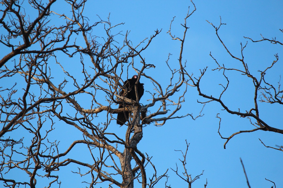 Turkey Vulture - ML633598621