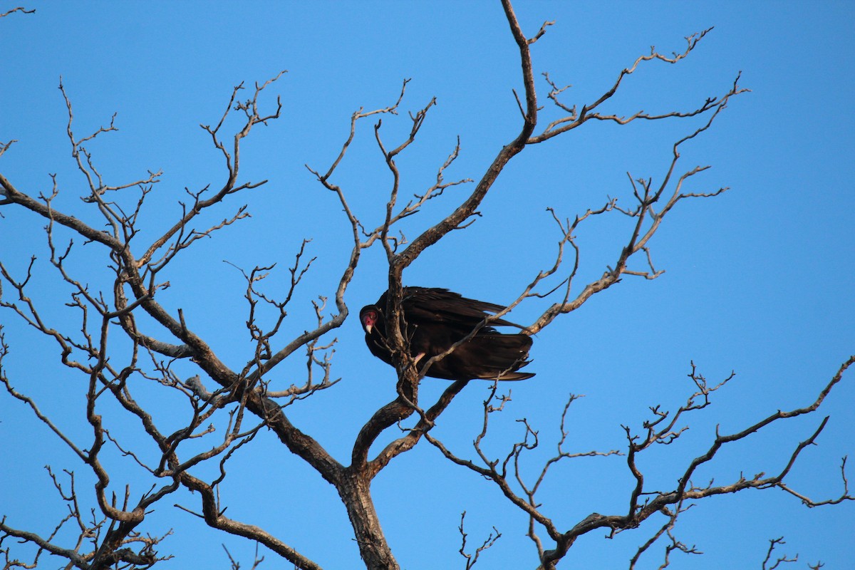 Turkey Vulture - ML633598622