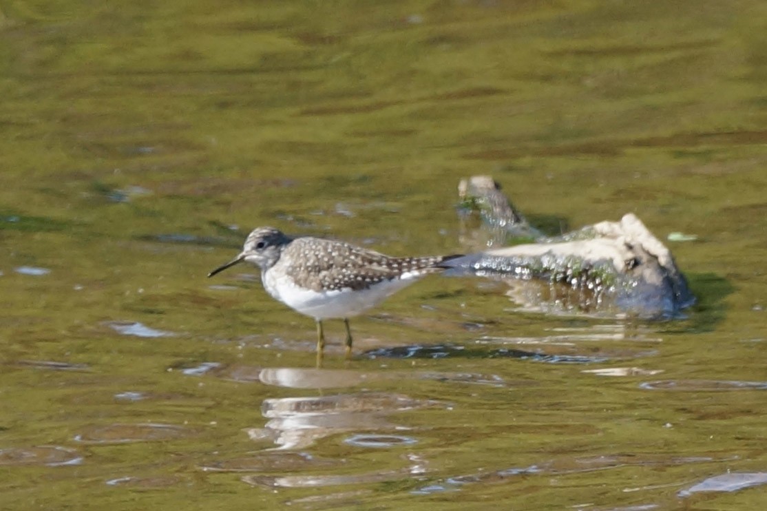 Solitary Sandpiper - ML633598638