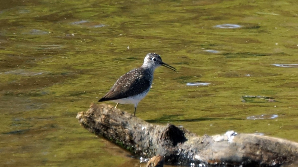 Solitary Sandpiper - ML633598639