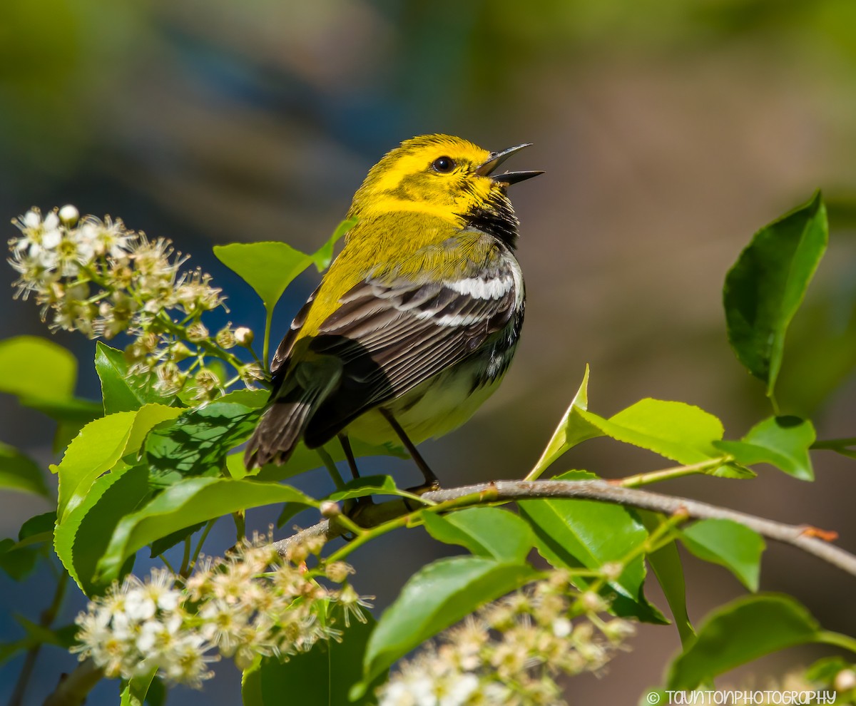 סבכון צהוב-ראש - ML633598648