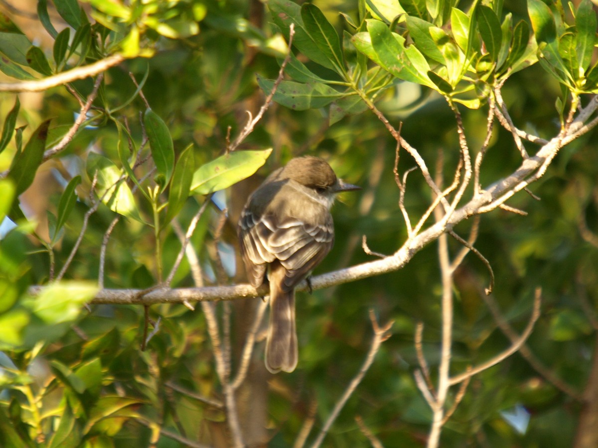 La Sagra's Flycatcher - ML633598664