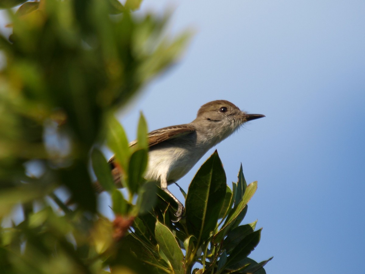 La Sagra's Flycatcher - ML633598665