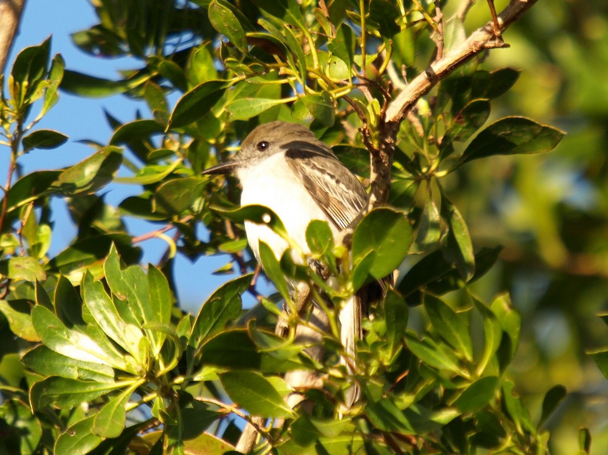 La Sagra's Flycatcher - ML633598666