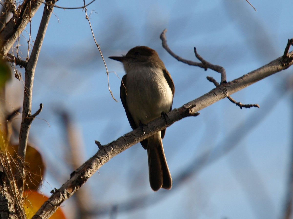 La Sagra's Flycatcher - ML633598667