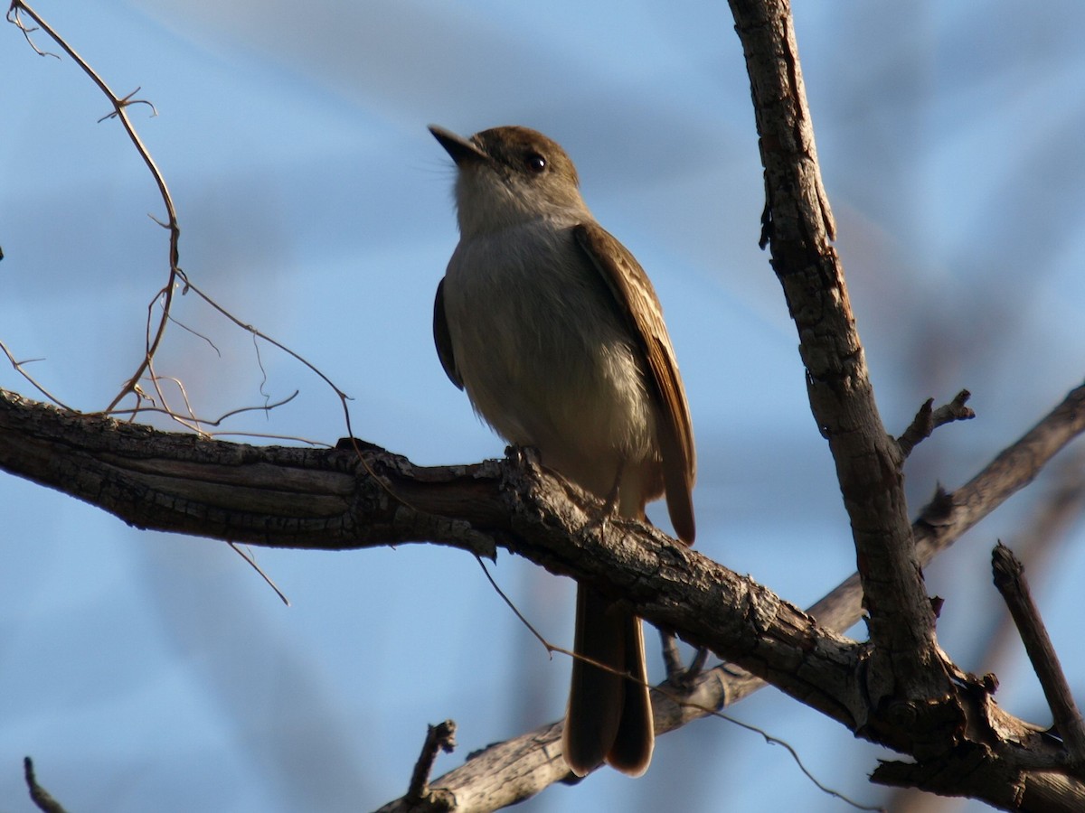 La Sagra's Flycatcher - ML633598669