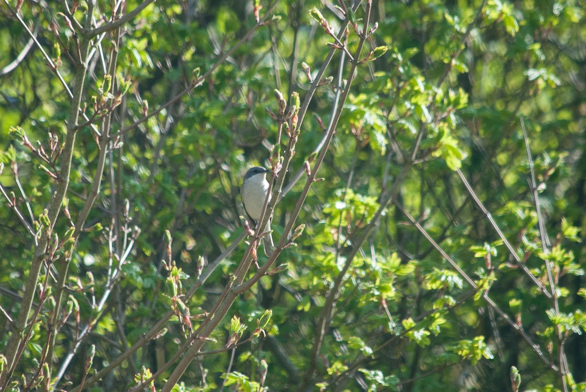 Lesser Whitethroat - ML633598713