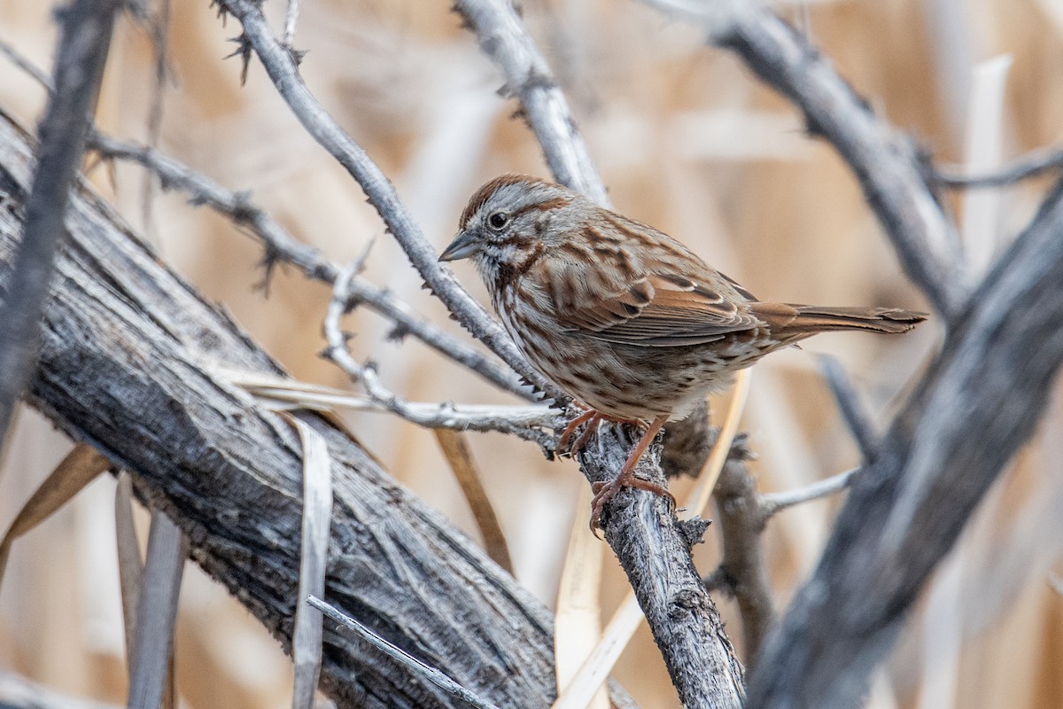 Song Sparrow - ML633598775