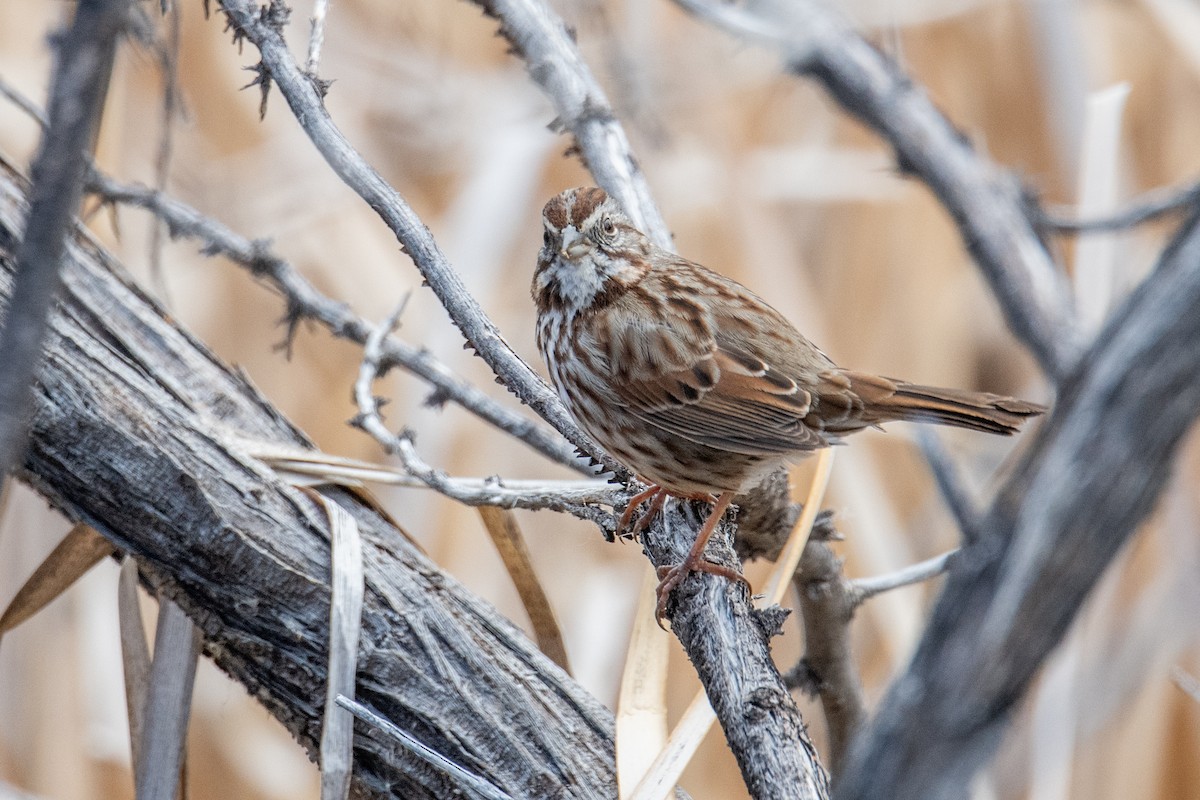 Song Sparrow - ML633598776