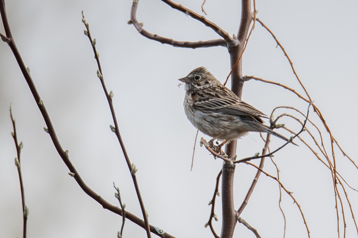 Vesper Sparrow - ML633598780