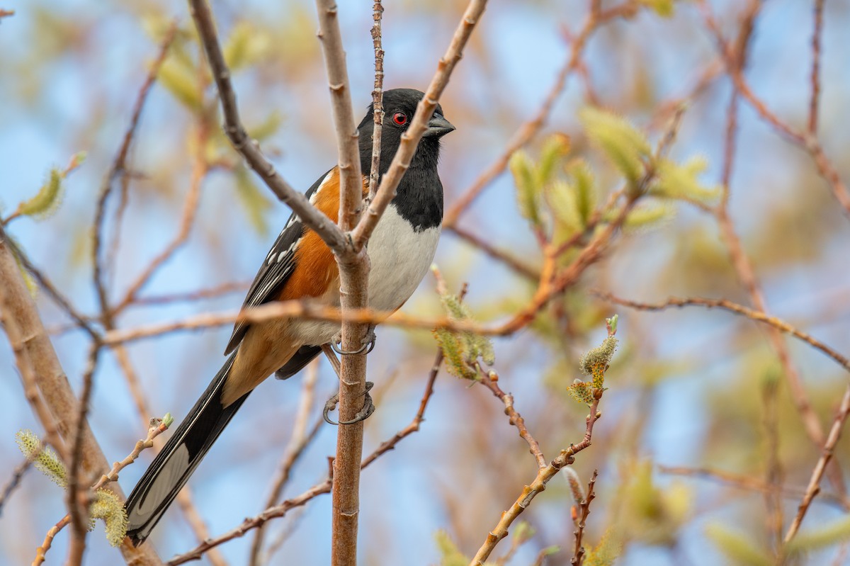 Spotted Towhee - ML633598797