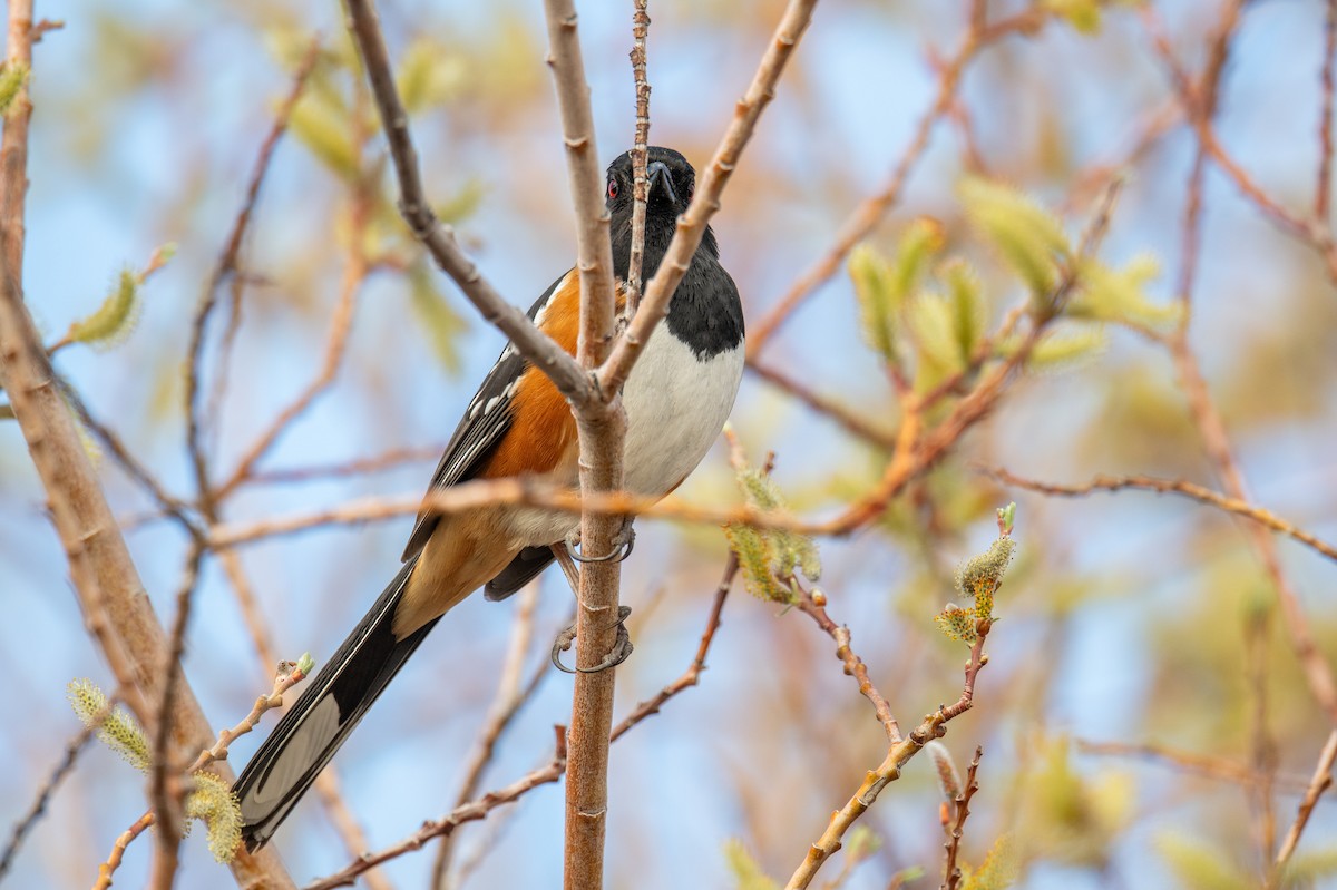 Spotted Towhee - ML633598798