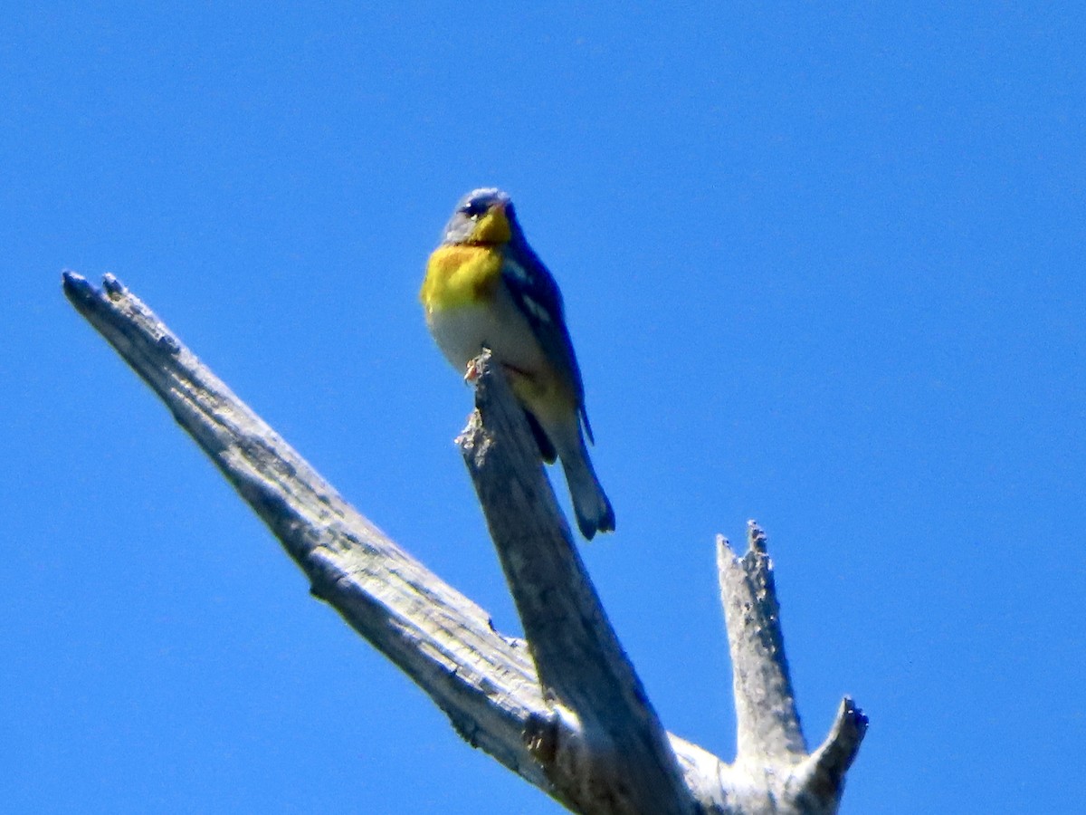 Northern Parula - ML633598931