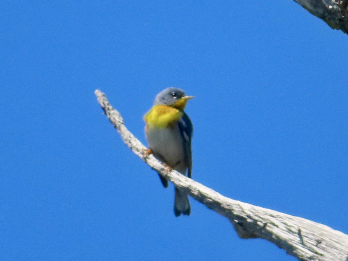 Northern Parula - ML633598932