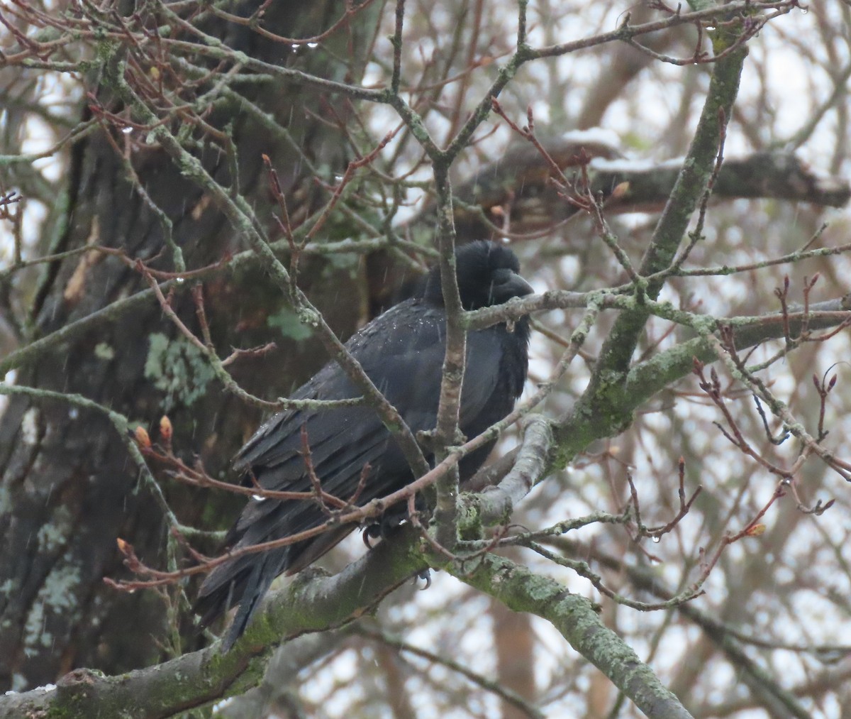 Common Raven - ML633599070