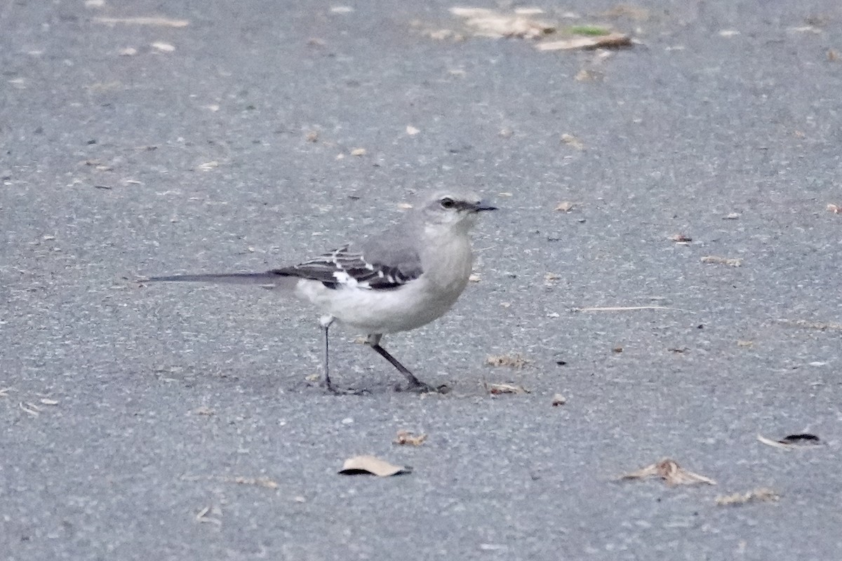Northern Mockingbird - ML633599071