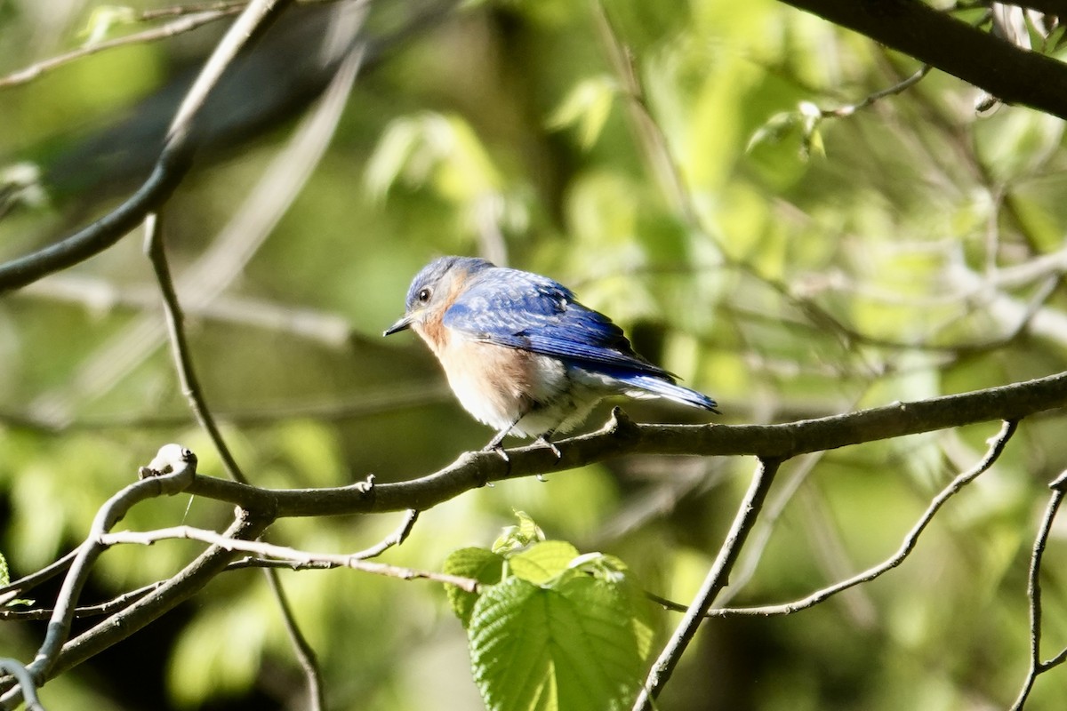 Eastern Bluebird - ML633599076