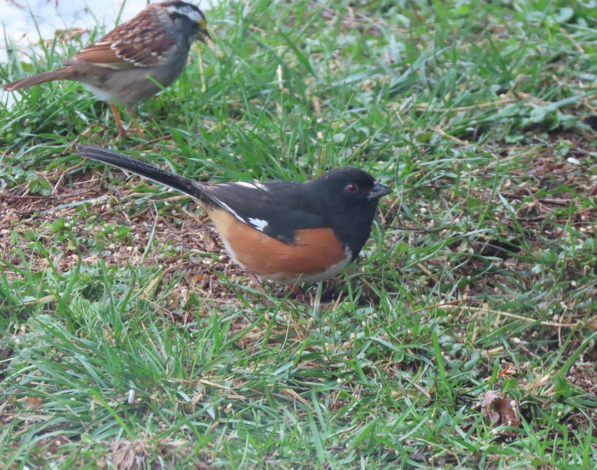 Eastern Towhee - ML633599084
