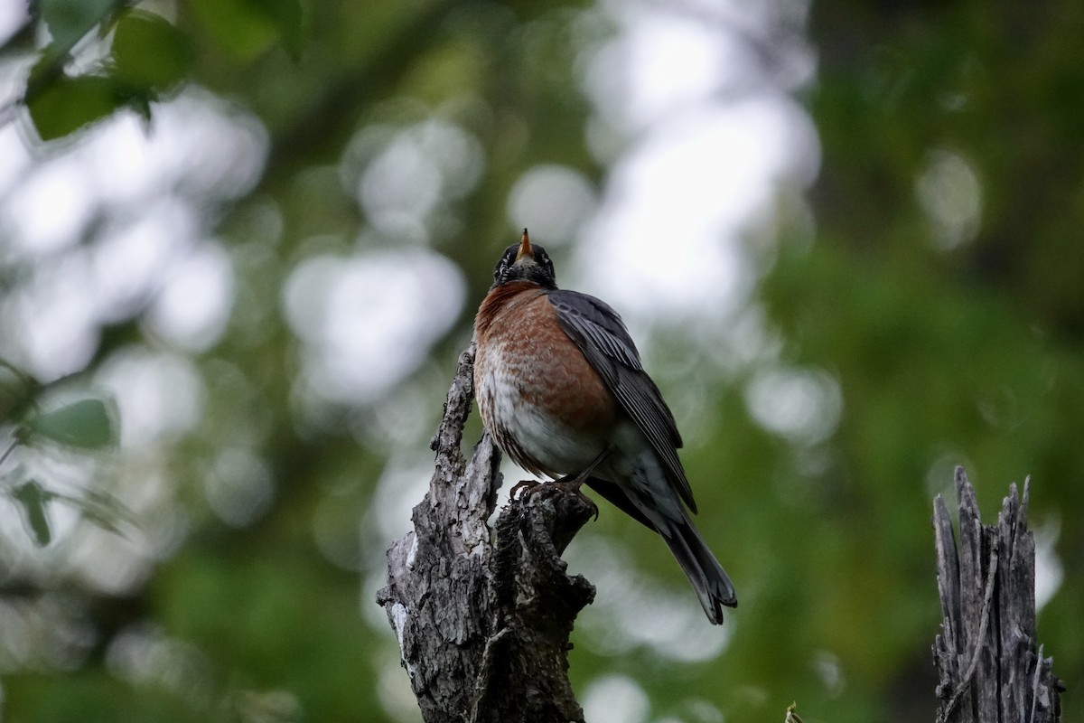 American Robin - ML633599085