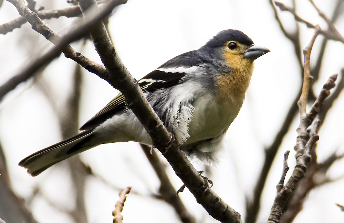 Canary Islands Chaffinch (La Palma) - ML633599236