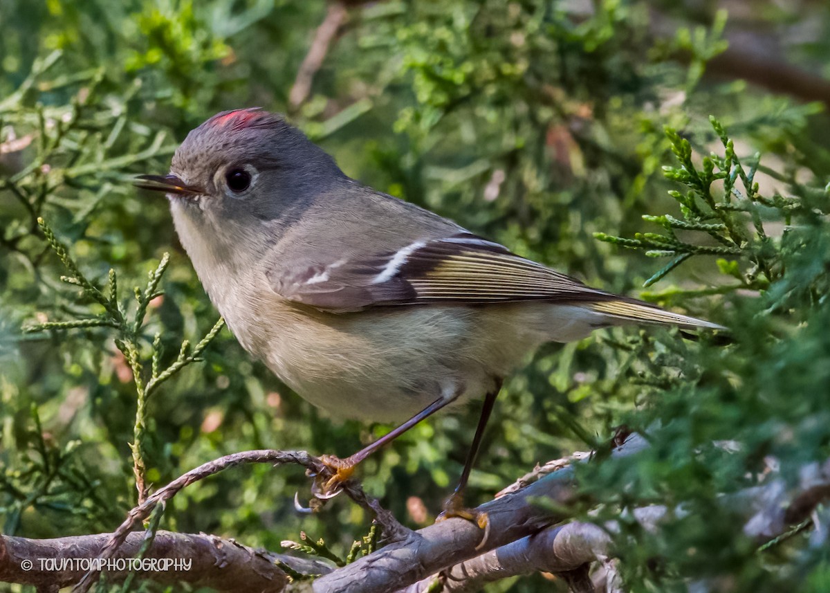 מלכילון אמריקני - ML633599357