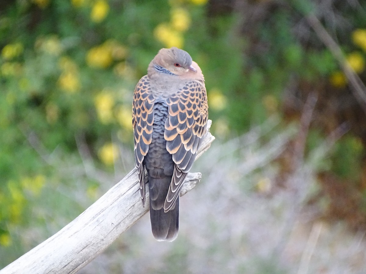 Oriental Turtle-Dove - ML633599381