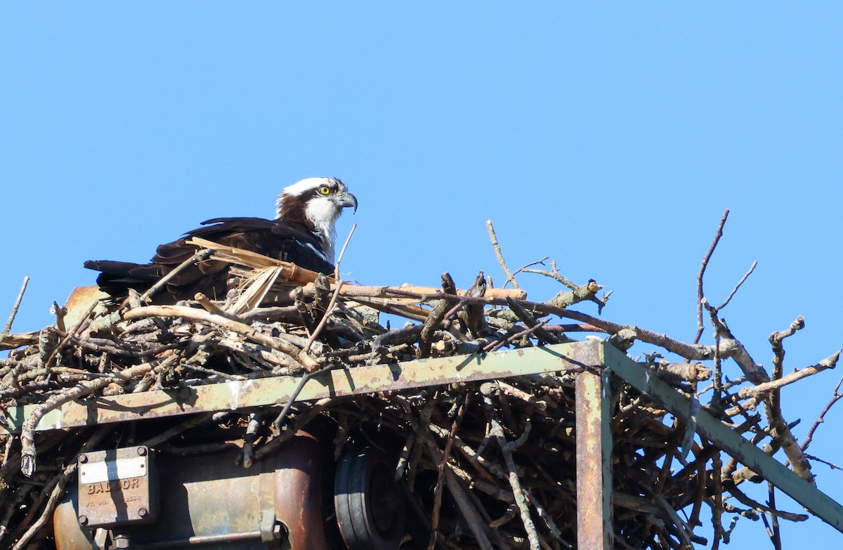 Osprey - ML633599625