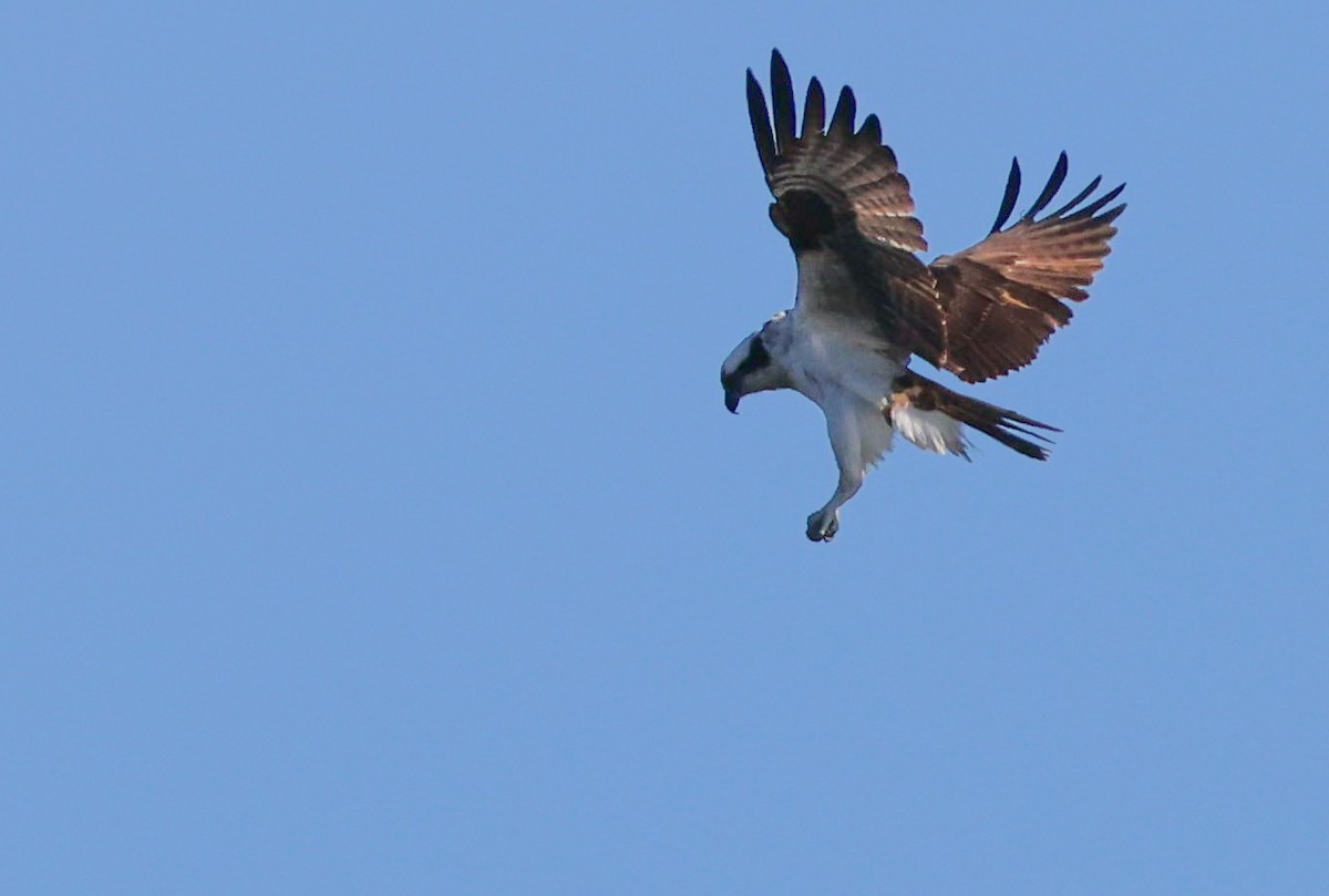Osprey - ML633599630