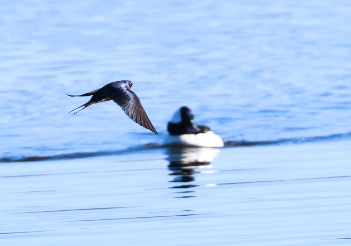 Barn Swallow - ML633599634