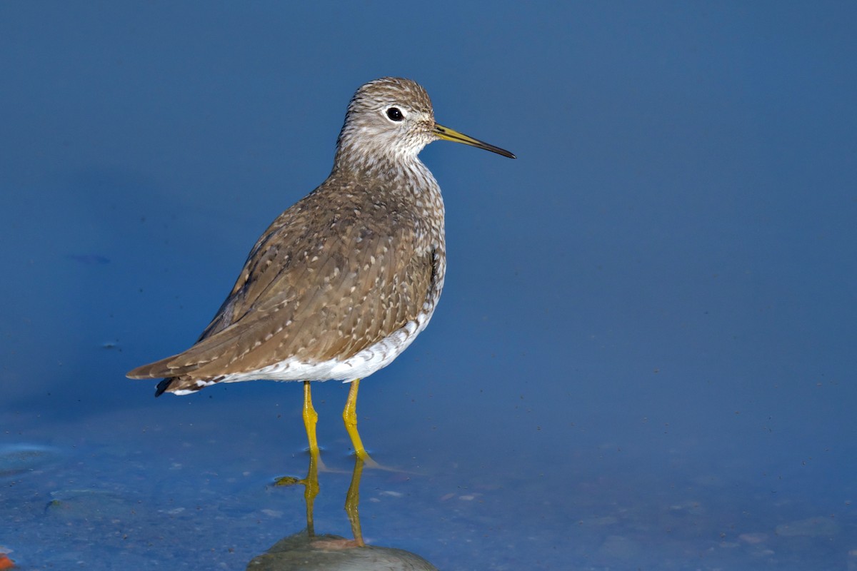 Solitary Sandpiper - ML633599638