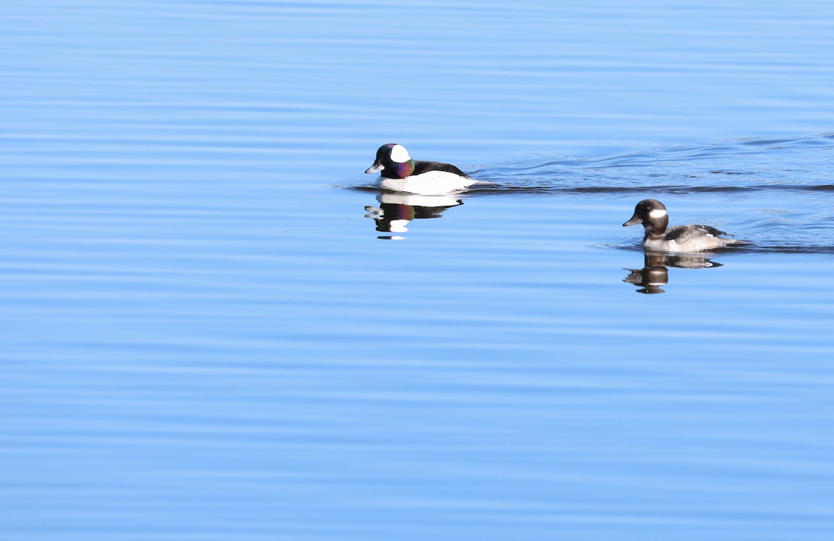 Bufflehead - ML633599645