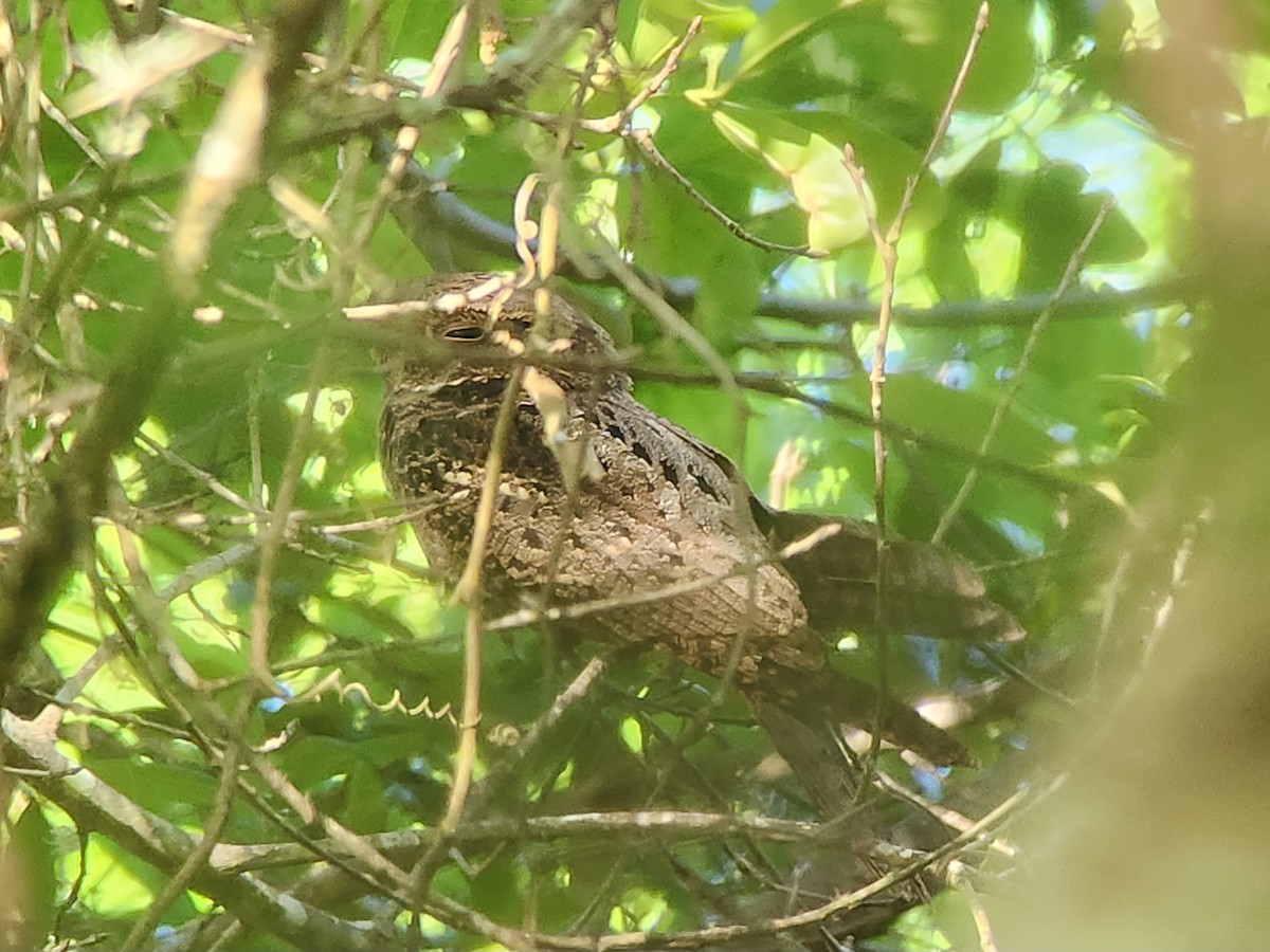 Chuck-will's-widow - ML633599661