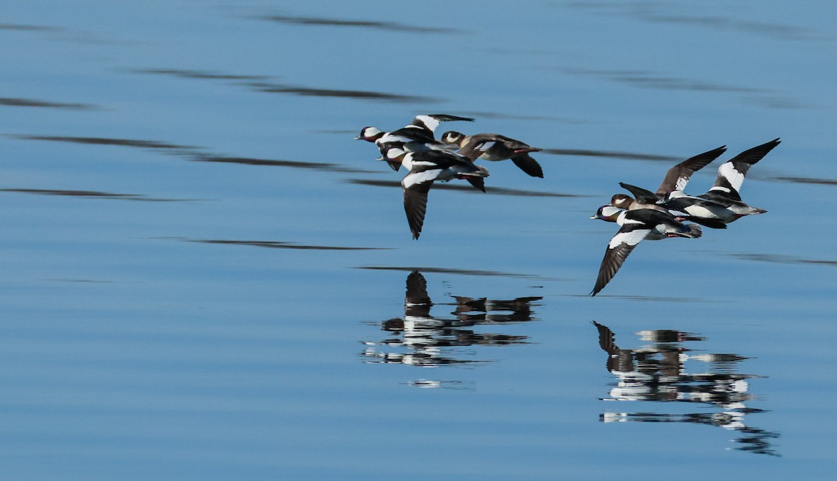 Bufflehead - ML633599707