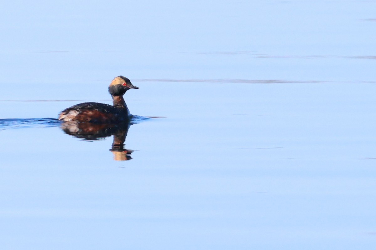 Horned Grebe - ML633599733