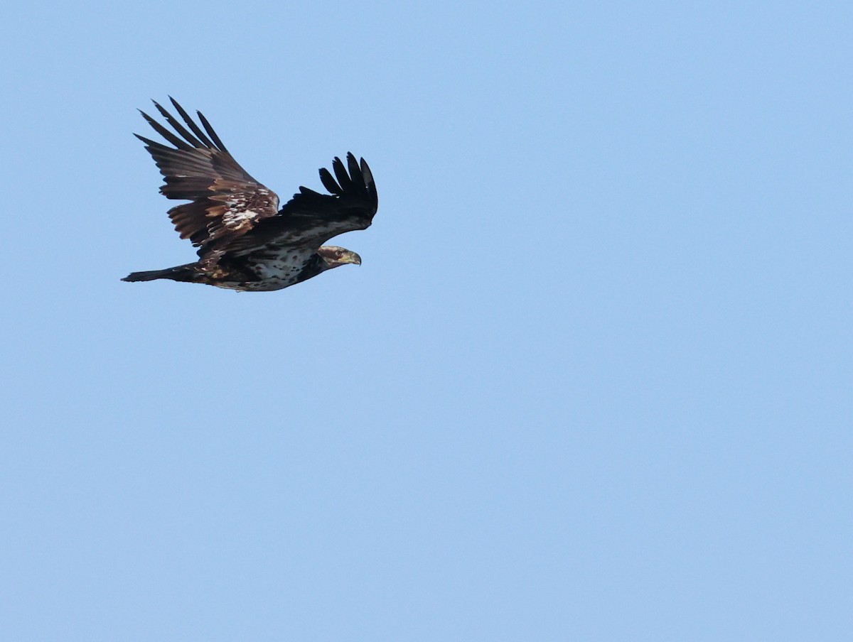 Bald Eagle - ML633599740