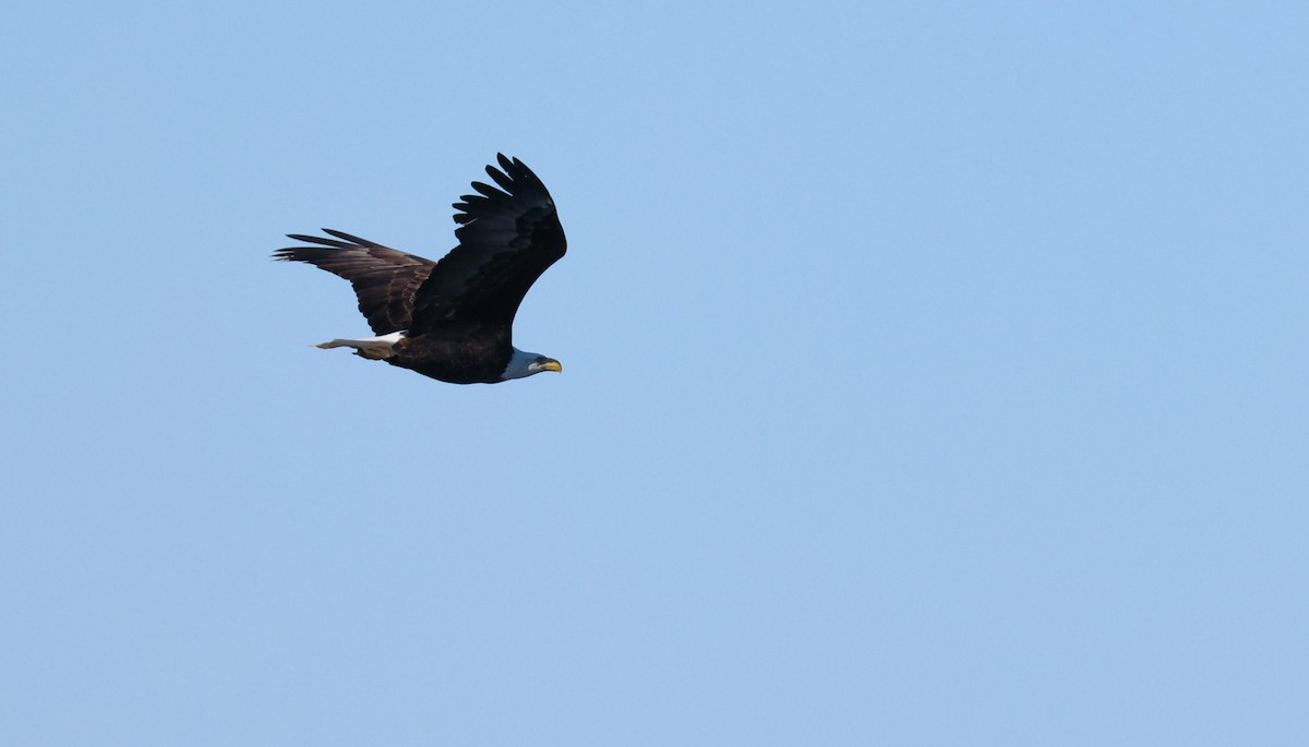 Bald Eagle - ML633599752