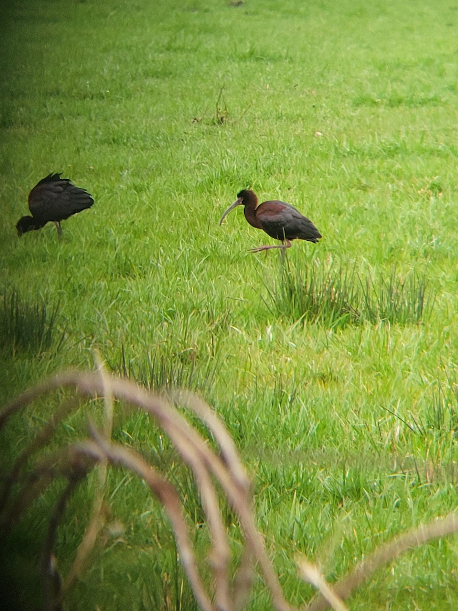 White-faced Ibis - ML633599759