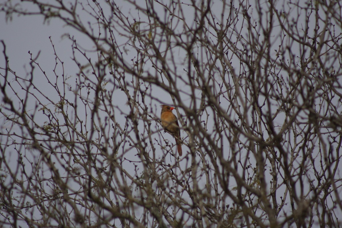 Northern Cardinal - ML633599776