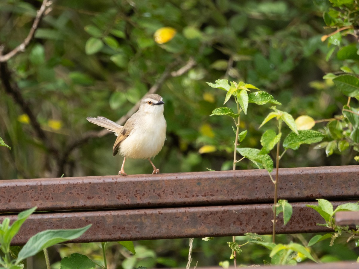 Prinia modeste - ML633599791