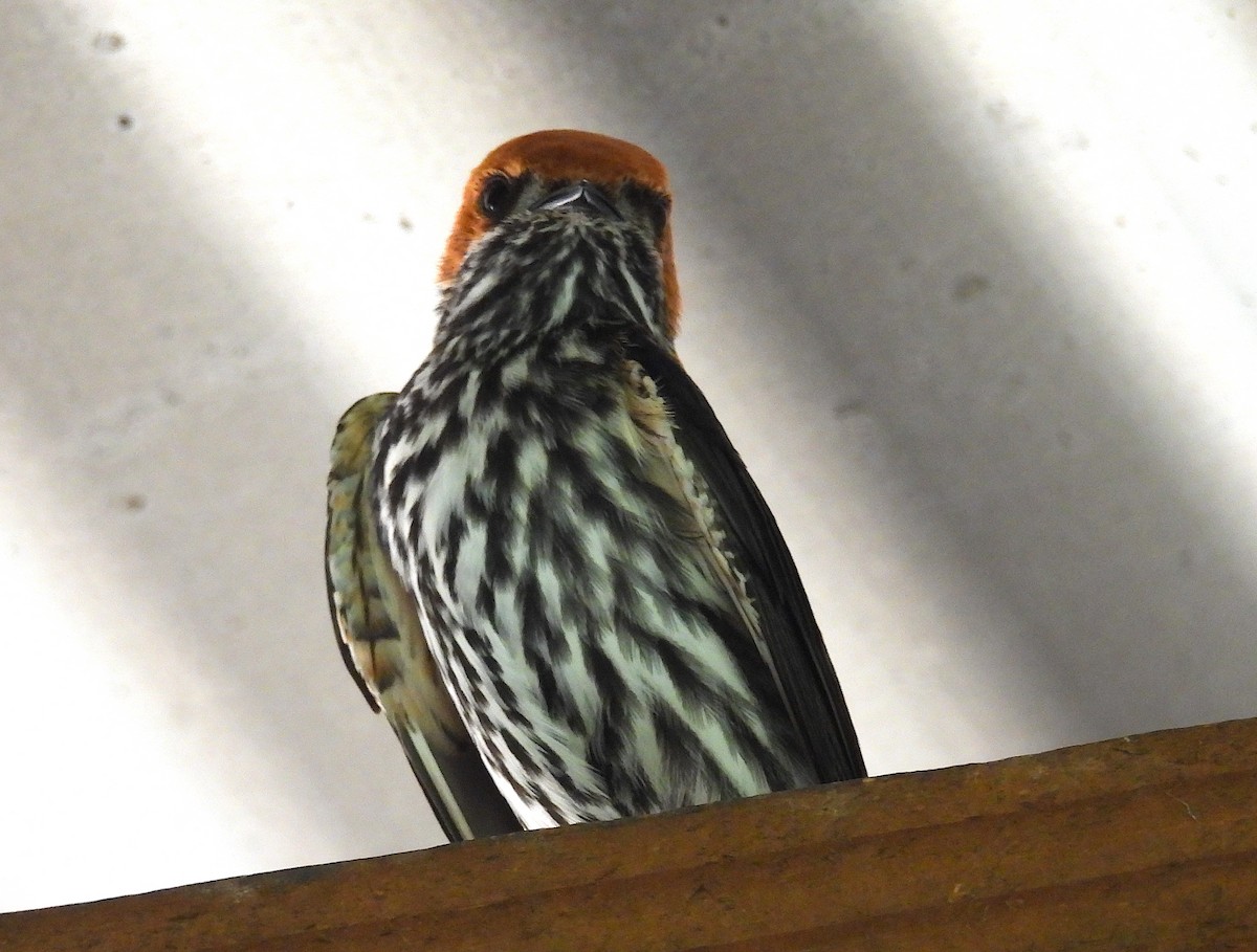 コズアカコシアカツバメ - ML633599795